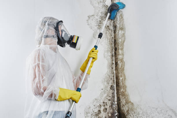Best Certified Mold Removal  in Killian, LA