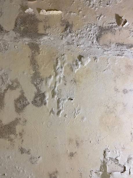 Best Toxic Mold Removal  in Killian, LA