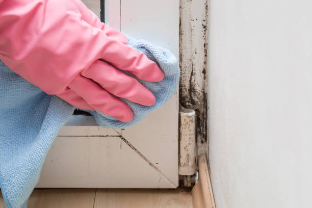 Best Affordable Mold Removal  in Killian, LA