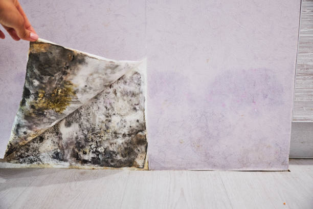 Best Office Mold Removal Services  in Killian, LA